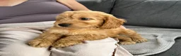 Cockapoo dogs for sale: F1 beautiful miniature cockapoos  - Advert 6