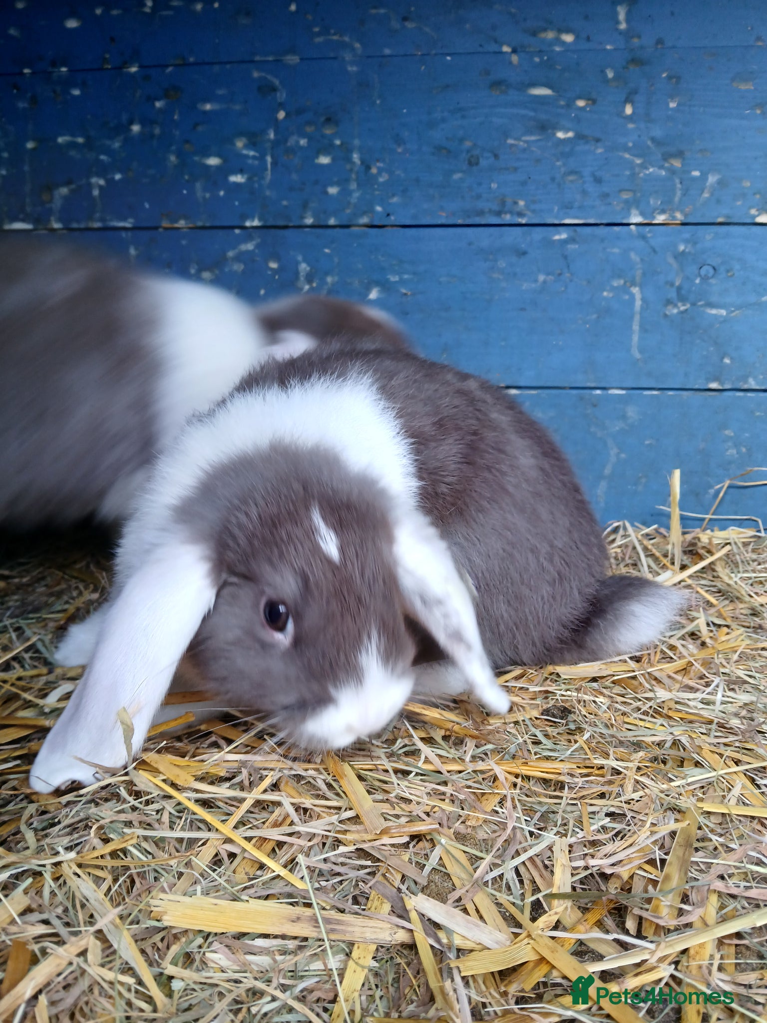 Mini Lop rabbits Mini lops - Advert 3