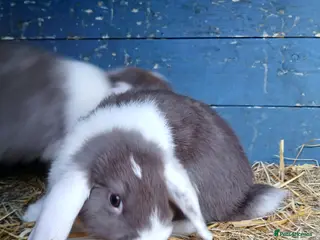 Mini Lop rabbits Mini lops - Advert 3