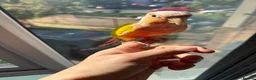 Conures birds for sale: Pineapple conure for sale with cage - Advert 10
