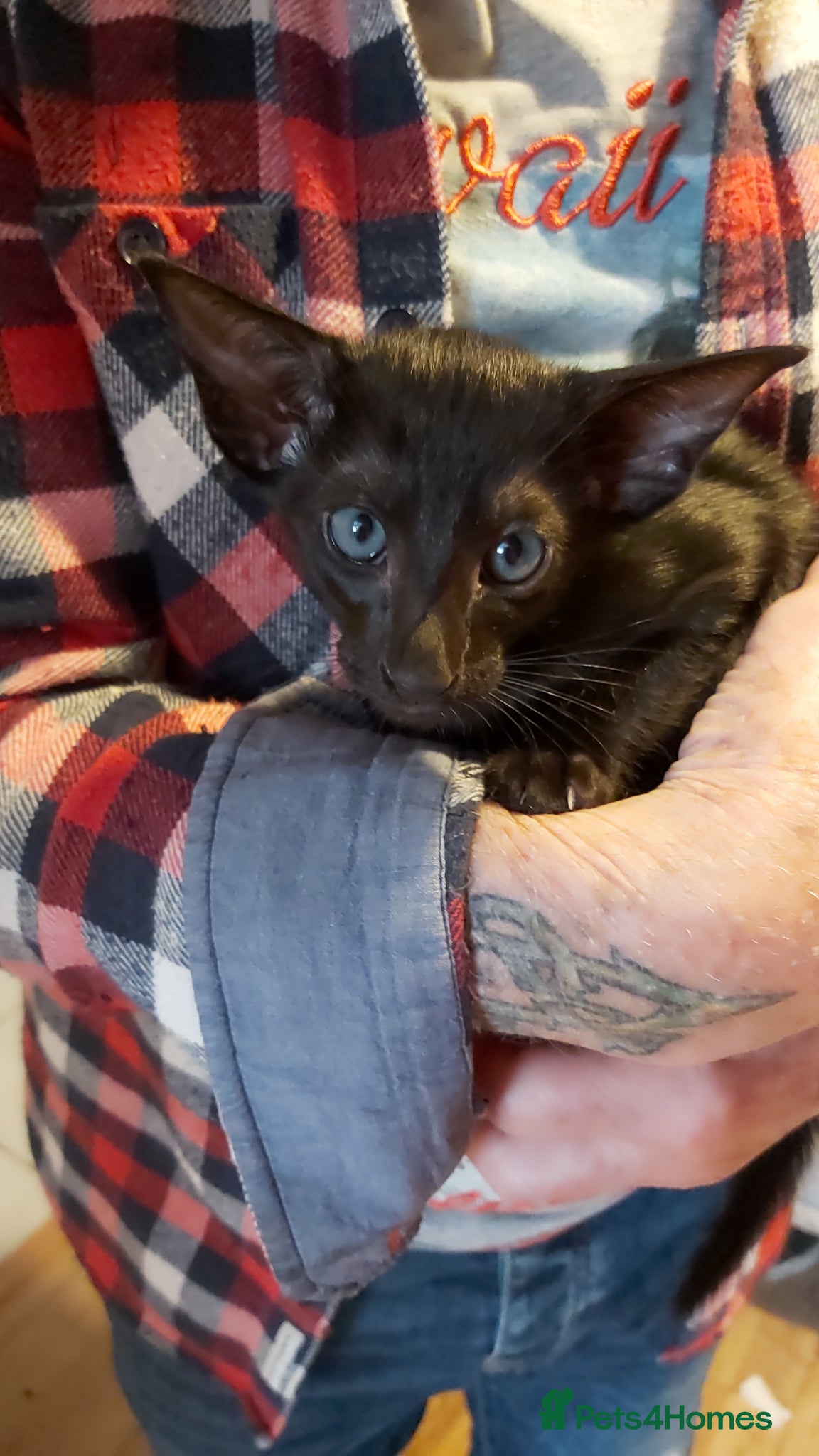 Oriental cats FULL Pedigree Oriental XL size ears GCCF - Advert 2