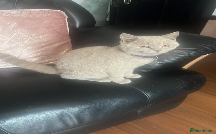 British Shorthair cats - Advert 14