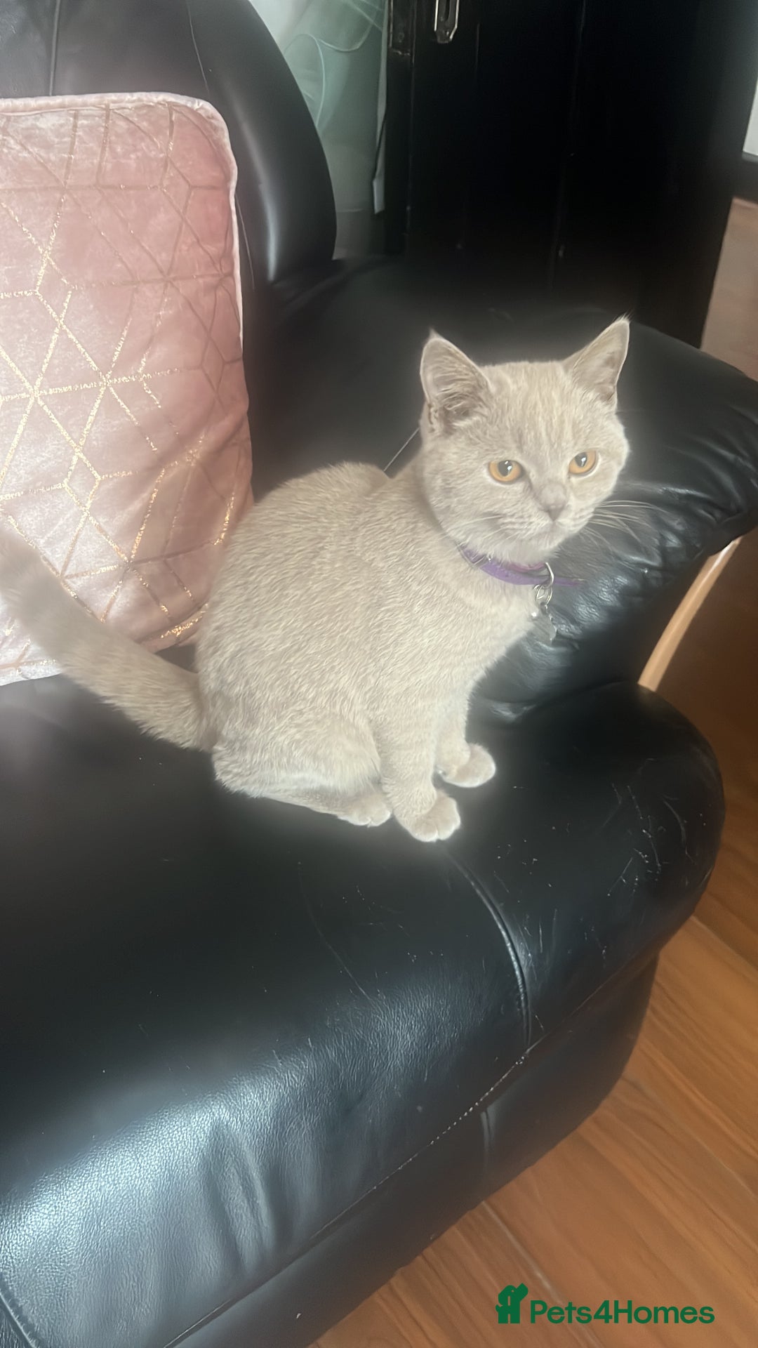 British Shorthair cats for sale: British Short Hair lilac female  - Image 1