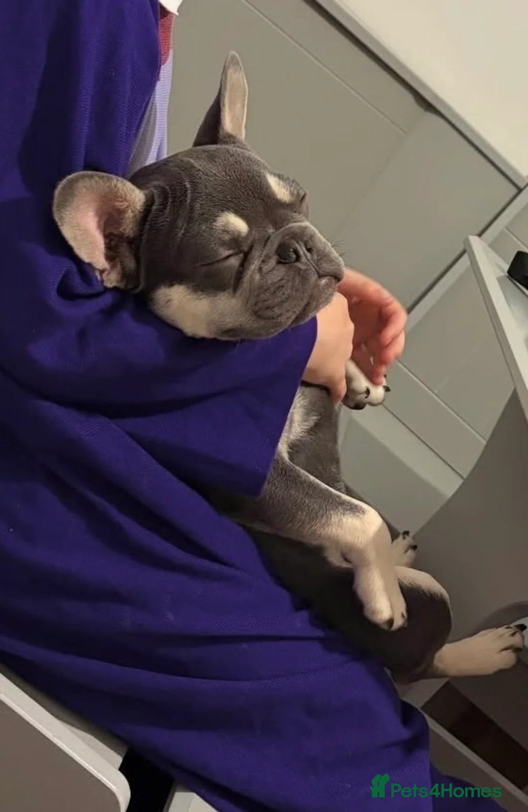 French Bulldog dogs for sale: Male 9 month old French bulldog  - Advert 6