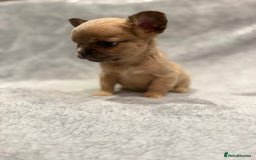 French Bulldog dogs for sale: Beautiful French bulldog puppies 💙💙🩷🩷 - Advert 6