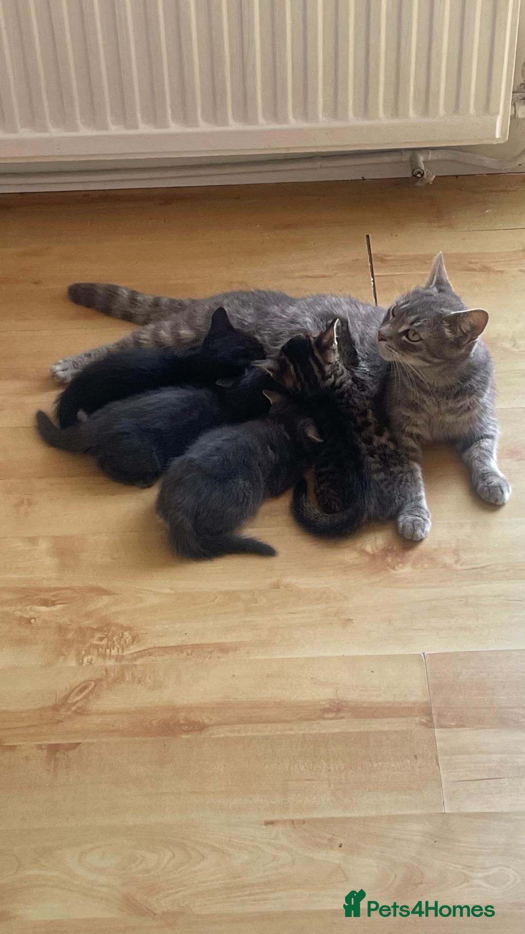Mixed Breed cats 4 Adorable Kittens Ready for Forever Homes - Advert 10