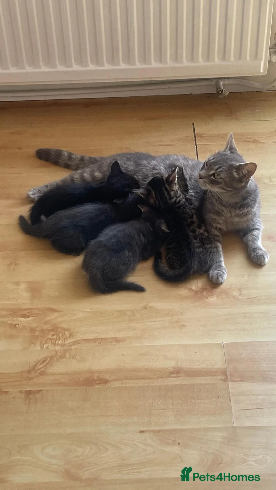 Mixed Breed cats for sale: 4 Adorable Kittens Ready for Forever Homes - Advert 2