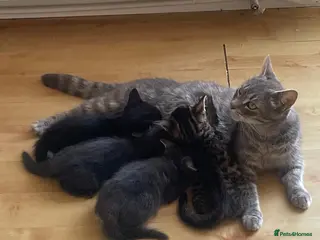Mixed Breed cats 4 Adorable Kittens Ready for Forever Homes - Advert 10