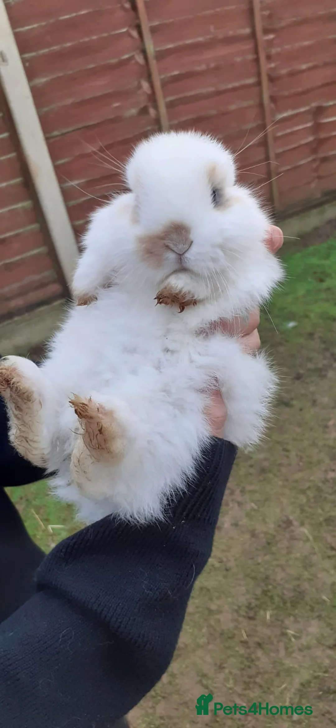 Mini Lop rabbits for sale: Mini lop babies  - Advert 11
