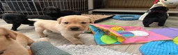 Labrador Retriever dogs for sale: Puppy Culture Raised 🐶 Health Tested - Advert 3