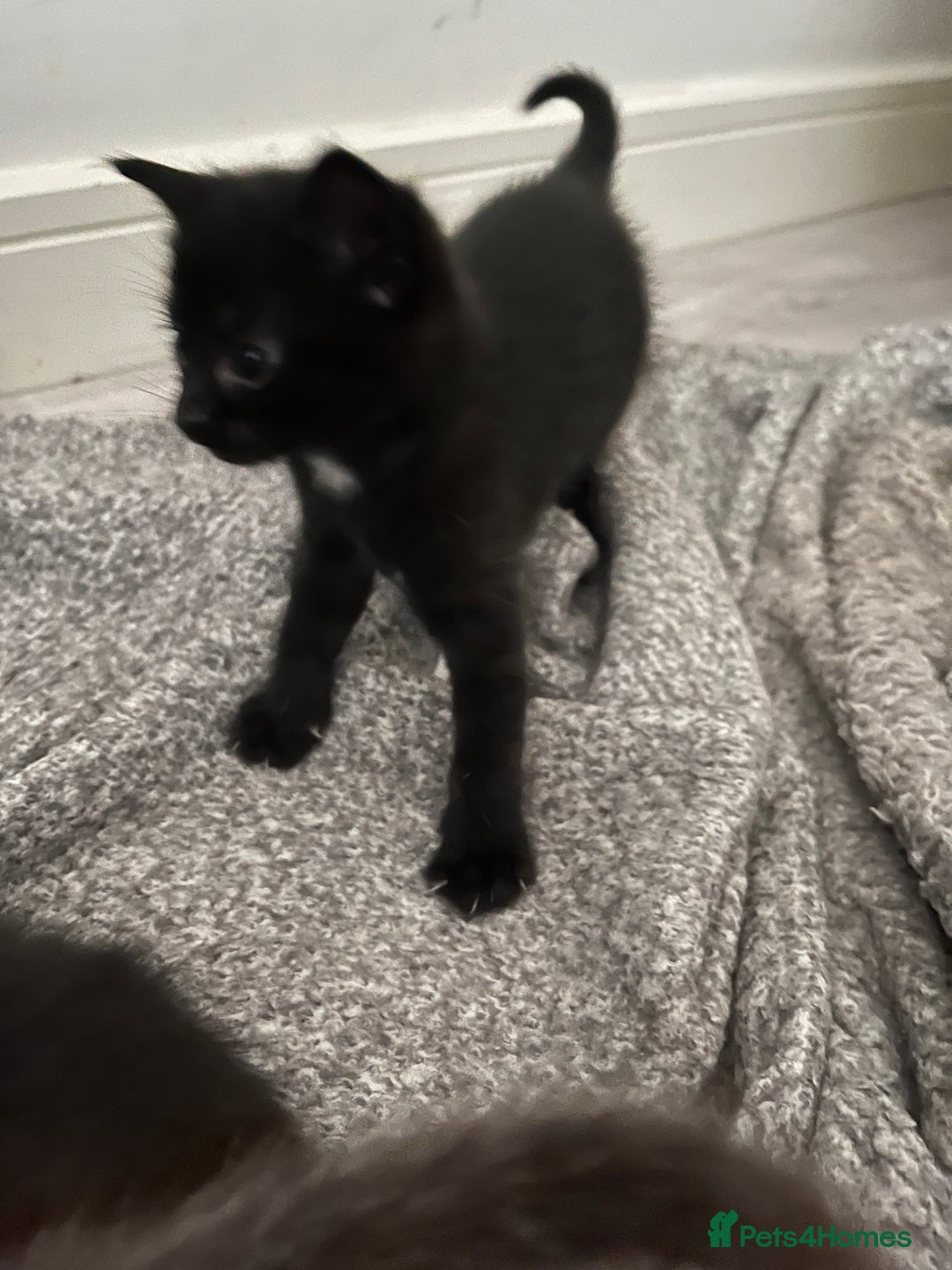British Shorthair cats for sale: Adorable kittens for sale  - Image 2