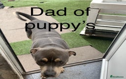 Staffordshire Bull Terrier dogs for sale: Blue tri Staffordshire bull terrier pups for sale  - Image 10
