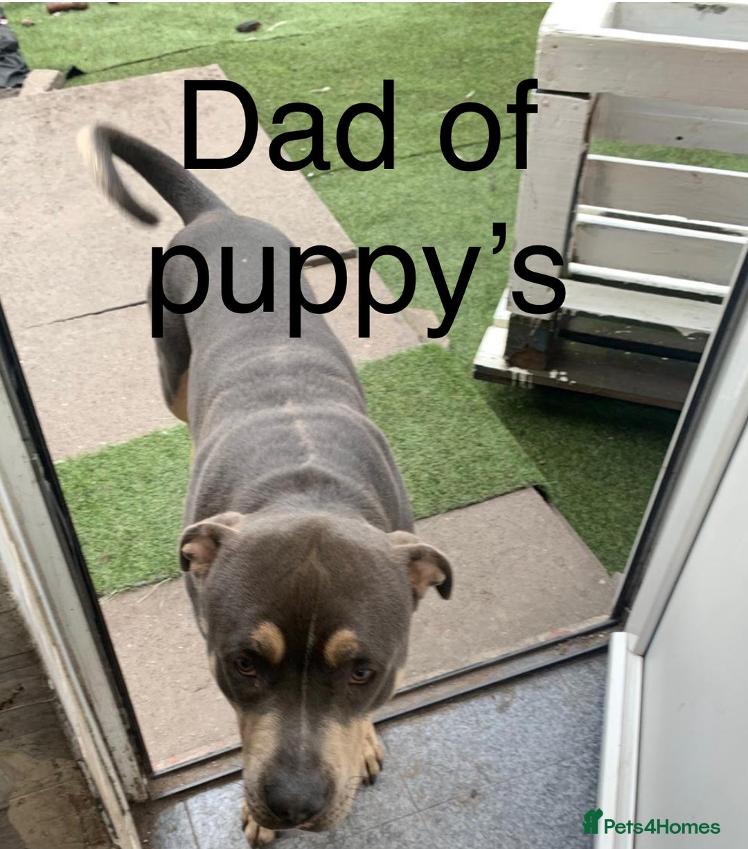 Staffordshire Bull Terrier dogs for sale: Blue tri Staffordshire bull terrier pups for sale  - Image 10