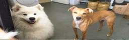 Mixed Breed dogs for adoption: Albert – Sweet, Affectionate Boy  in St Albans - Advert 2