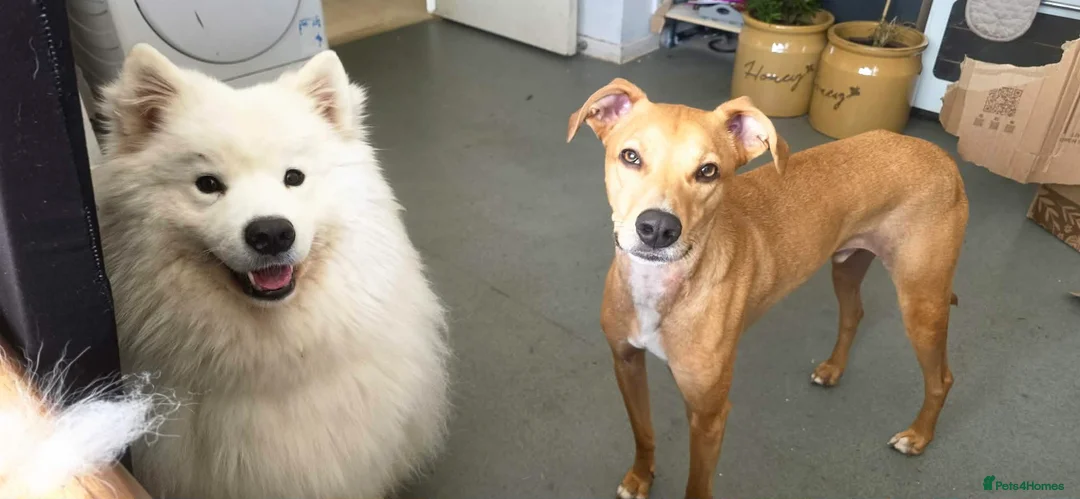 Mixed Breed dogs for adoption: Albert – Sweet, Affectionate Boy  in St Albans - Advert 2
