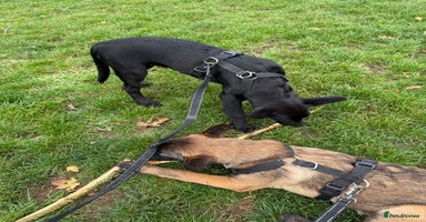 Belgian Shepherd Dog dogs - Advert 10