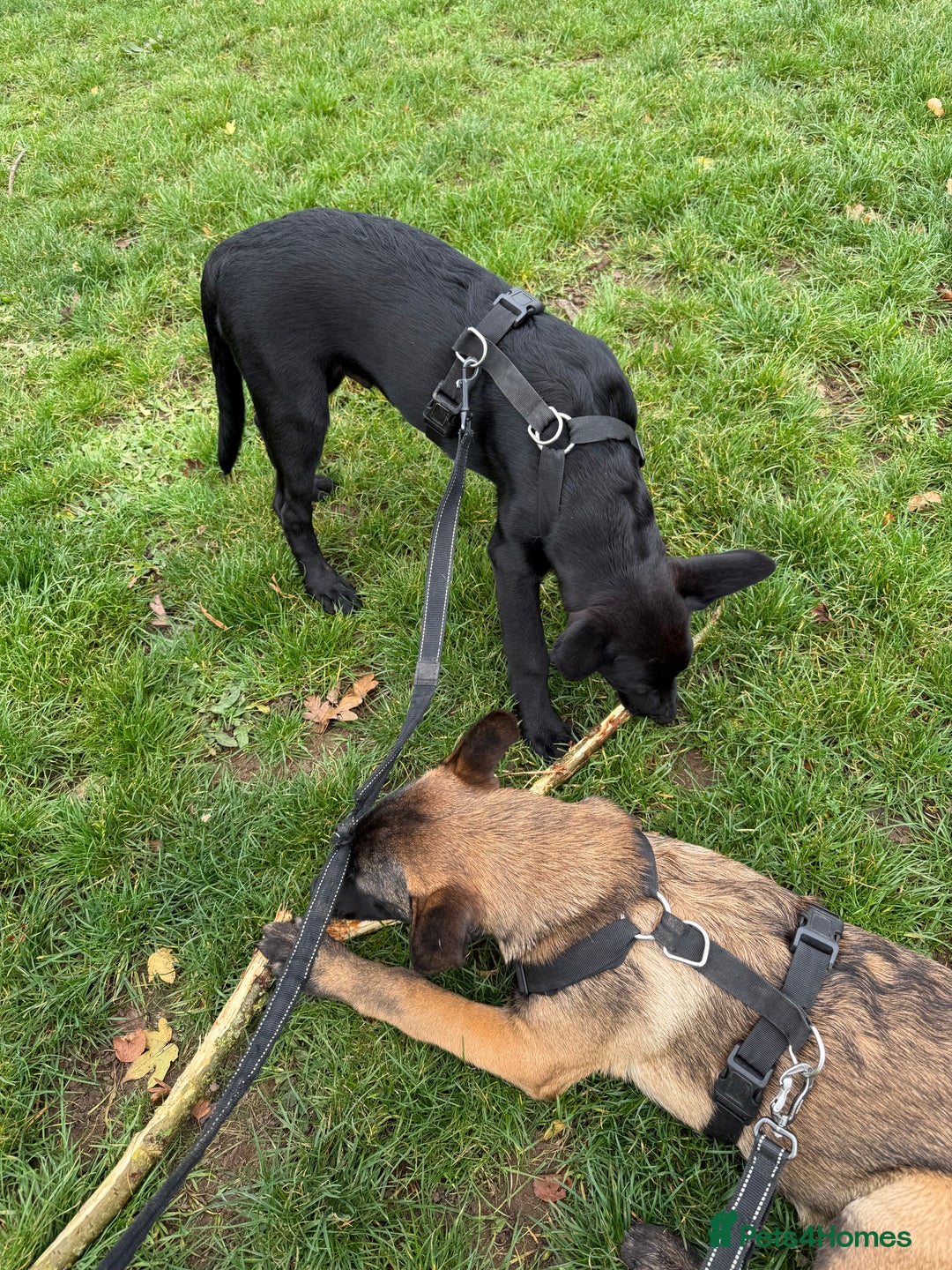 Belgian Shepherd Dog dogs for sale: Belgian Mallinois Male pups for sale - Image 3