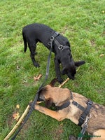 Belgian Shepherd Dog dogs - Advert 10