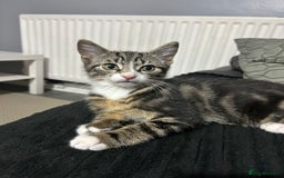 British Shorthair cats for sale: Playful tabby ready for his forever home  - Image 2