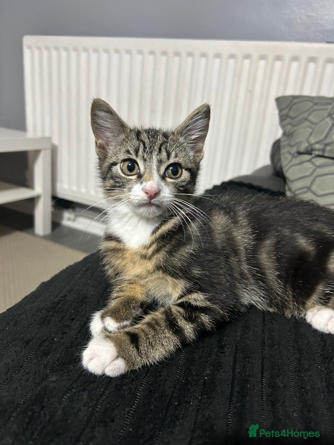 British Shorthair cats for sale: Playful tabby ready for his forever home  - Image 2