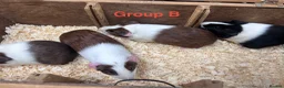 Guinea Pig rodents for sale: Young Male / Boar Dutch Guinea pigs - Advert 11