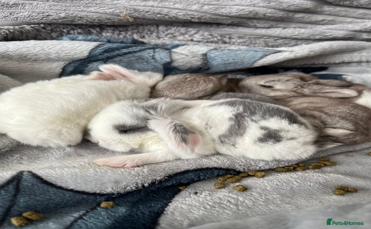 Mini Lop rabbits - Advert 4