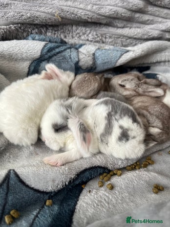 Mini Lop rabbits - Advert 16