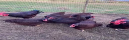 Chickens poultry for sale: Chickens various breeds - Advert 12