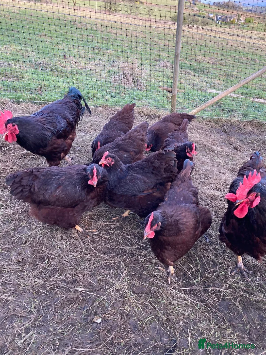 Chickens poultry for sale: Chickens various breeds - Advert 12