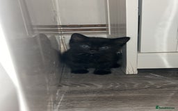 Mixed Breed cats for sale: 4 kittens for sale  - Image 5