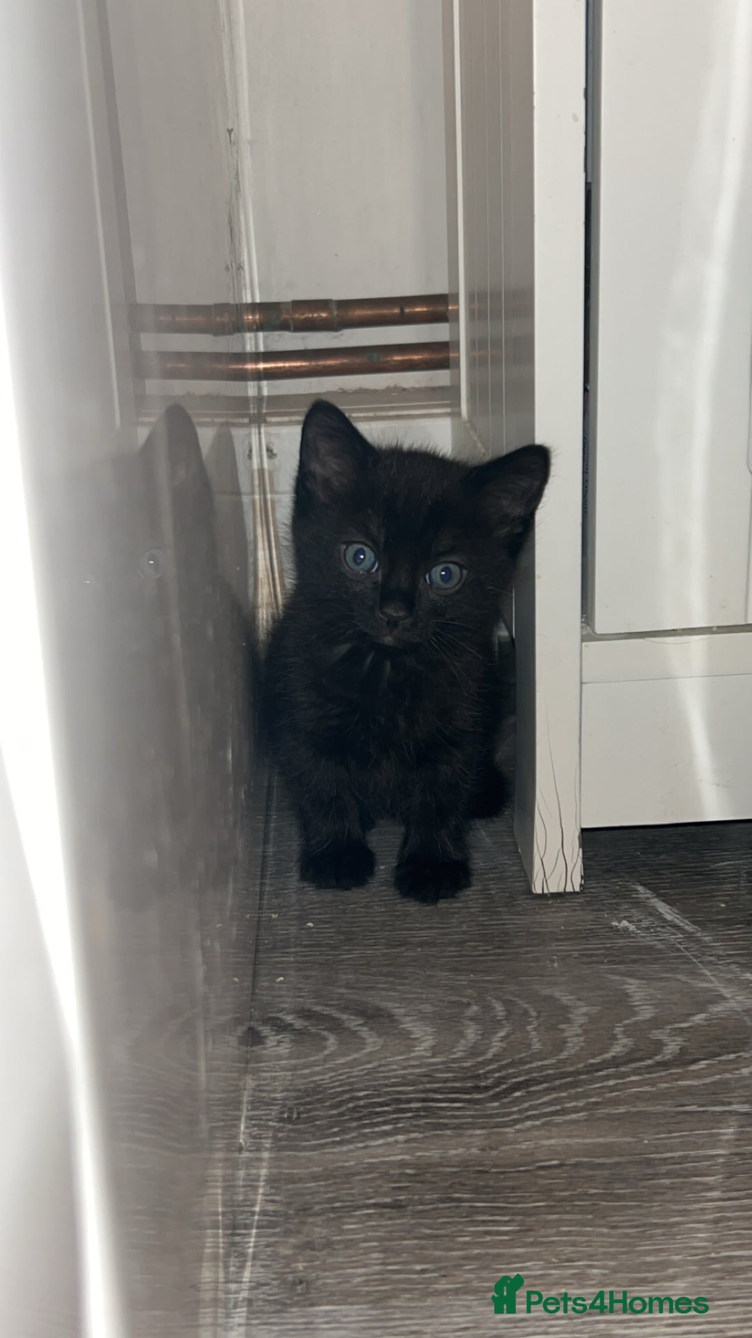 Mixed Breed cats for sale: 4 kittens for sale  - Image 5