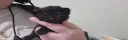 Mixed Breed cats for sale: X2 girl cats  - Advert 9