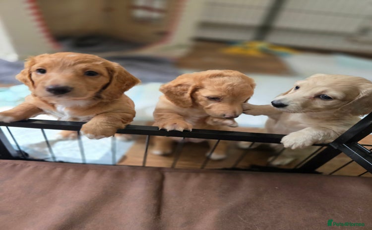 Miniature Dachshund dogs - Advert 9