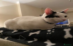 British Shorthair cats for sale: 2 loving beautiful cats  - Image 5