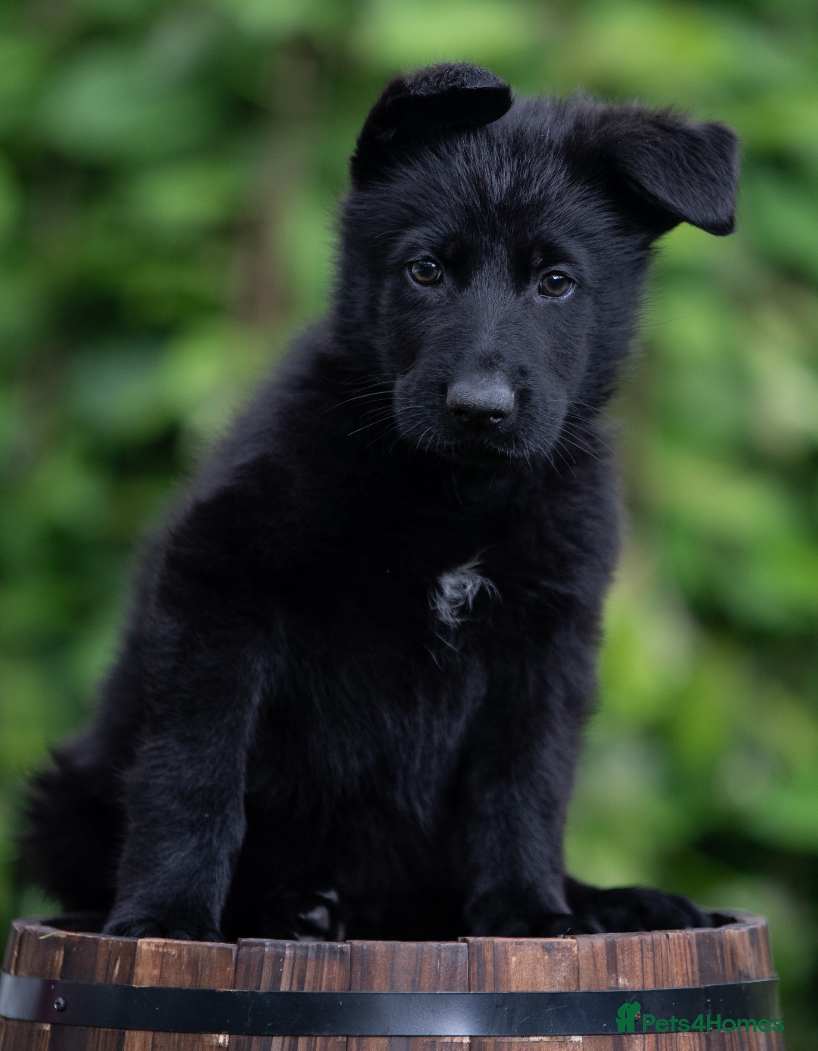German Shepherd dogs Health tested MALE Czech German shepherd puppies - Advert 4