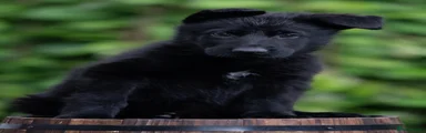 Male puppy