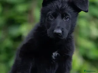 German Shepherd dogs Health tested MALE Czech German shepherd puppies - Advert 3
