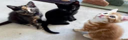 Mixed Breed cats for sale: Amiable bengal&tabby mixed kittens - Advert 22