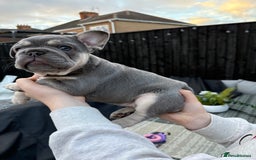French Bulldog dogs for sale: French Bulldog female puppy - Lilac & Tan  - Image 6