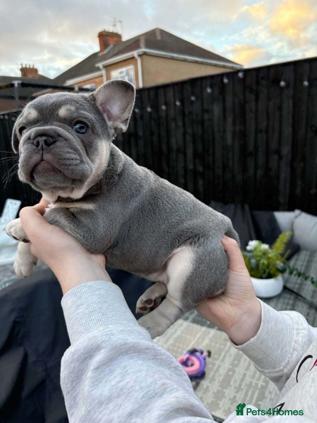 French Bulldog dogs for sale: French Bulldog female puppy - Lilac & Tan  - Image 6