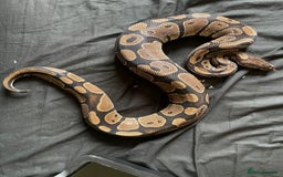 Python Snake reptiles for sale: Various Royal Pythons - Image 4