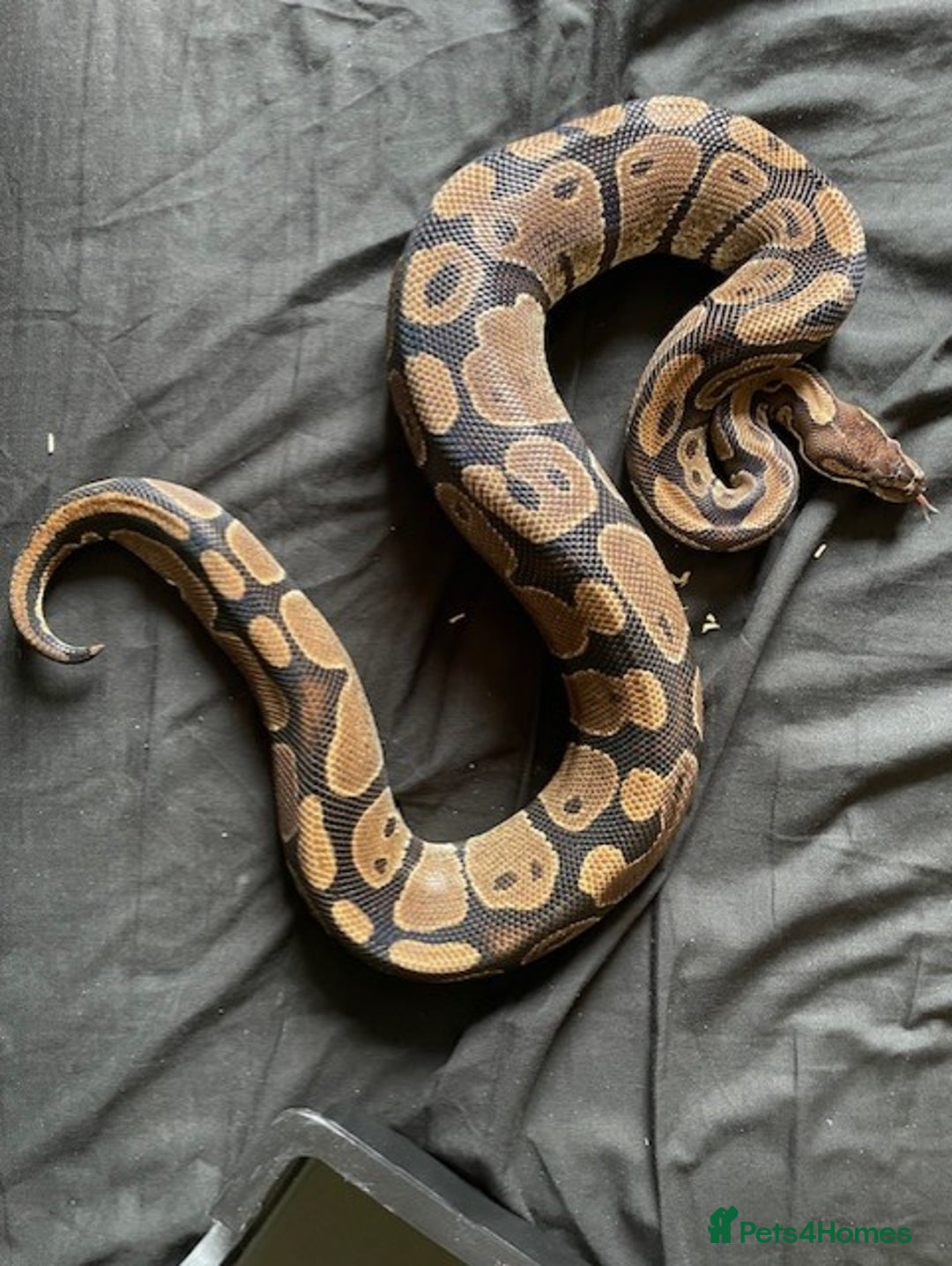 Python Snake reptiles for sale: Various Royal Pythons - Image 4