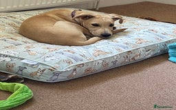 Mixed Breed dogs for adoption: Beautiful Blanca - Image 2