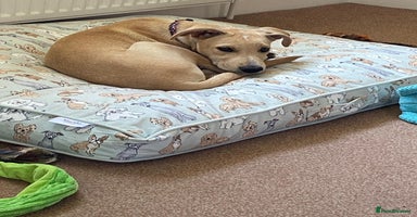 Mixed Breed dogs - Advert 7
