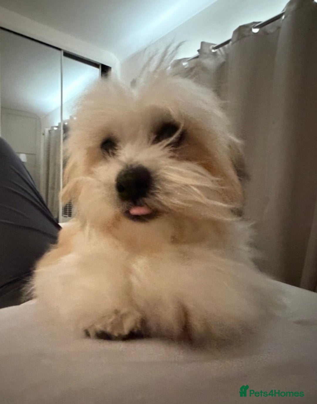 Malshi dogs for sale: Beautiful Malshi girl - Advert 3