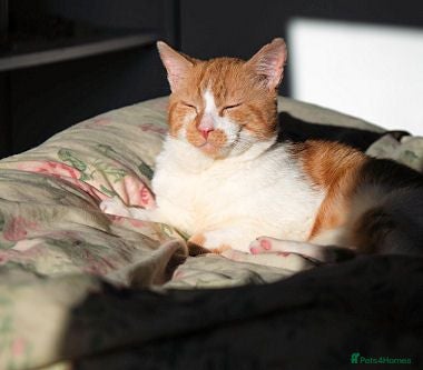 Mixed Breed cats SANDI - Advert 1