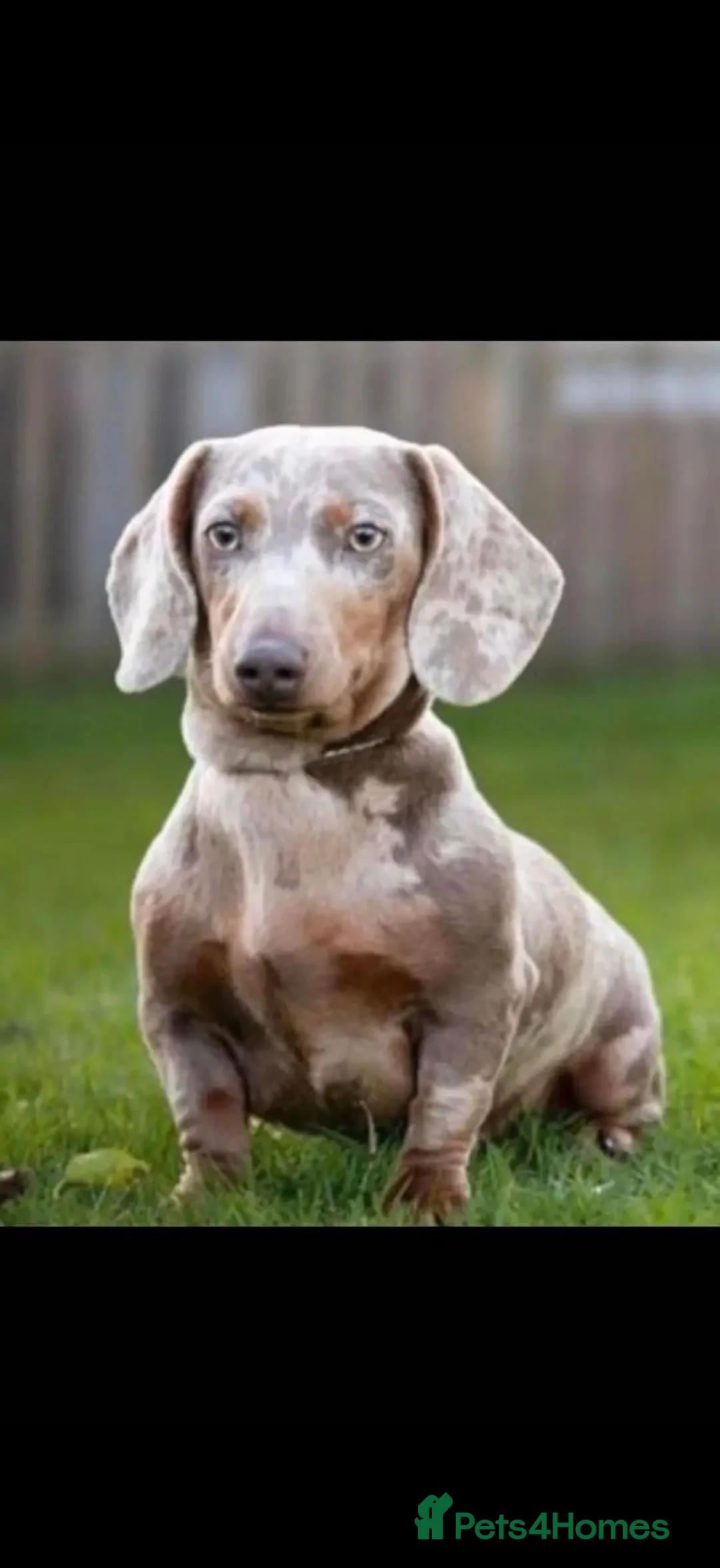Miniature Dachshund dogs for sale: 🎀 READY NOW SHOW QUALITY KC REG MINIS 🎀 - Advert 24