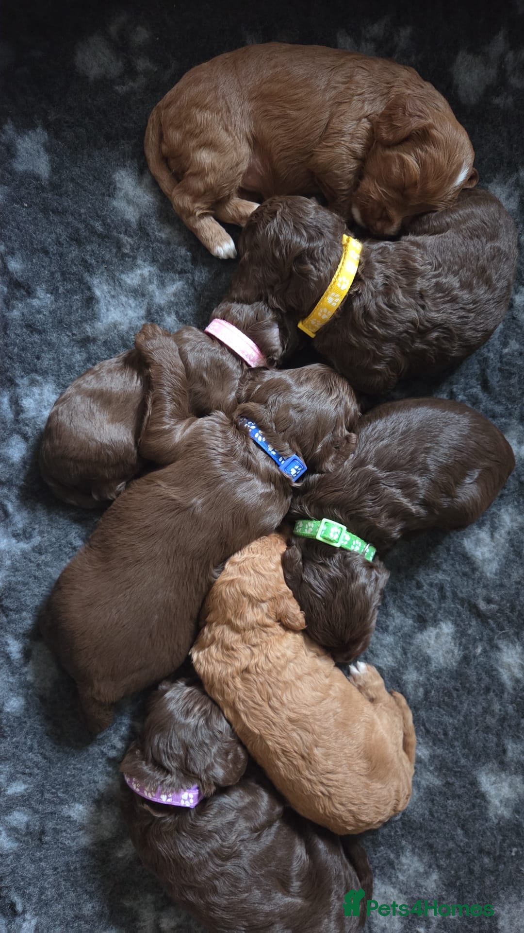Cockapoo dogs for sale: Adorable F2b Cockapoo Puppies – Ready to Reserve  - Image 16
