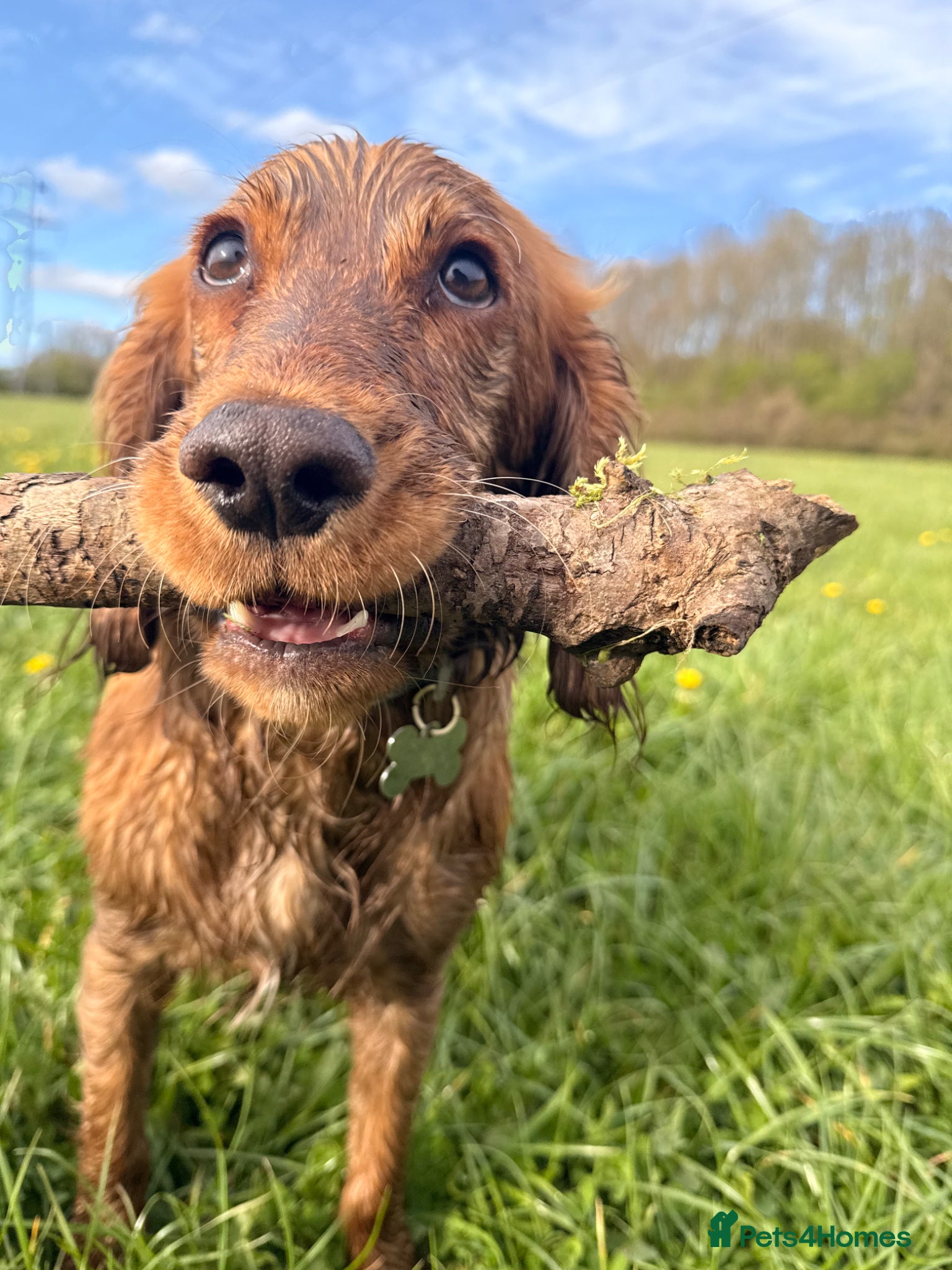 Cocker Spaniel dogs Apricot cocker spaniel  - Advert 2