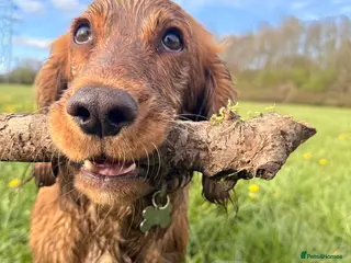 Cocker Spaniel dogs Apricot cocker spaniel - Advert 5